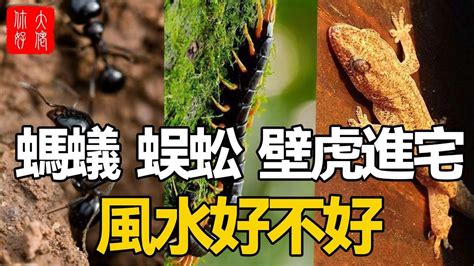 壁虎死掉風水|【壁虎 風水】壁虎進家惹財富 vs 凶兆？5大徵兆秒看。